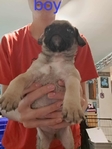 Pug puppies