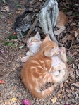 Free Kittens in Port Arthur