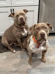 American Bully puppies