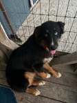 Australian Shepherds