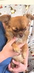 1 1/2 yo male long haired Chihuahua