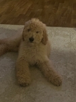 STANDARD FEMALE POODLE