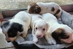 >🐾 Gorgeous AKC Mini Long-Haired Dachshunds (Ready Oct. 9th!) 🐾