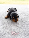 CKC Dachshund Puppies