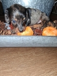 Ckc registered long haired miniature dachshunds