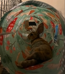 5 month old Rex Rabbit