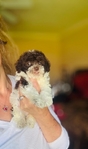 Teacup Poodles & Toy Poodle puppies- Shots & Registered.