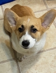 Pembroke corgis