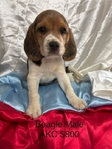Beagle Puppies AKC