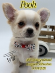 AKC Longcoat Applehead Chihuahuas