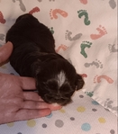 Shih-Tzu puppies