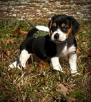 Beagle Puppies 6 weeks old