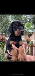 Doberman Puppies for sale