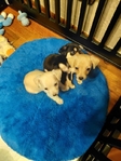 Dogs