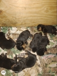 Gray's Kennel