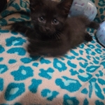 Free kittens, July 19th 2025 birthday, 1 male and 2 females!