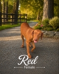 Rhodesian Ridgeback Puppies