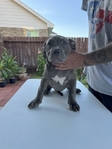 ABKC XL American Bully