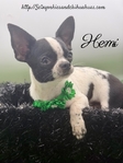 AKC Registered Male Applehead Chihuahuas