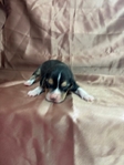 Beagle puppies AKC