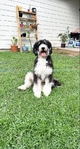 Free Bernedoodle Male