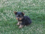 Purebred YORKIES puppies