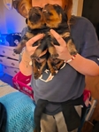 Akc Rottweiler PUPPYS