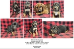 Anatolian Shepherd puppies, Bloodahoula's, and Catahoula's