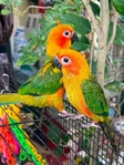 A pair of Sunconure Birds for Sale
