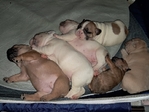 French Bulldog Puppies
