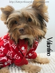 AKC Registered Mini Male Chocolate & Tan Yorkie
