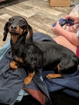 miniature dachshund female