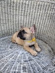 French Bulldog Puppies