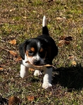 Beagle Puppies 6 weeks old