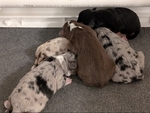 Toy Australian Shepherd Puppies!