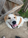LOOKING TO REHOME!