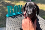 Mini dachshunds