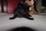 Ragdoll kittens for sale