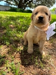 Golden Retriever puppies AKC
