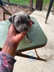 Pocket Bullies