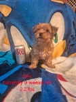 Yorkies/CKC
