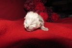 ragdoll kittens for sale