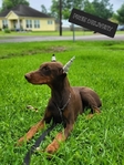 Doberman pup (Boots)