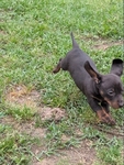 Mini dachshund