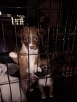Shepherd/Lab puppies