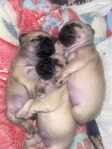 Pug Puppys 7 weeks old