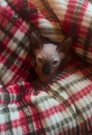Male Sphynx kitten