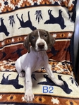 Akc German shorthaired pointer puppies!