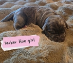 Beautiful Cane Corso (italian mastiff) puppies!