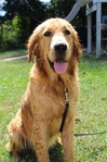 10 month old golden retriever